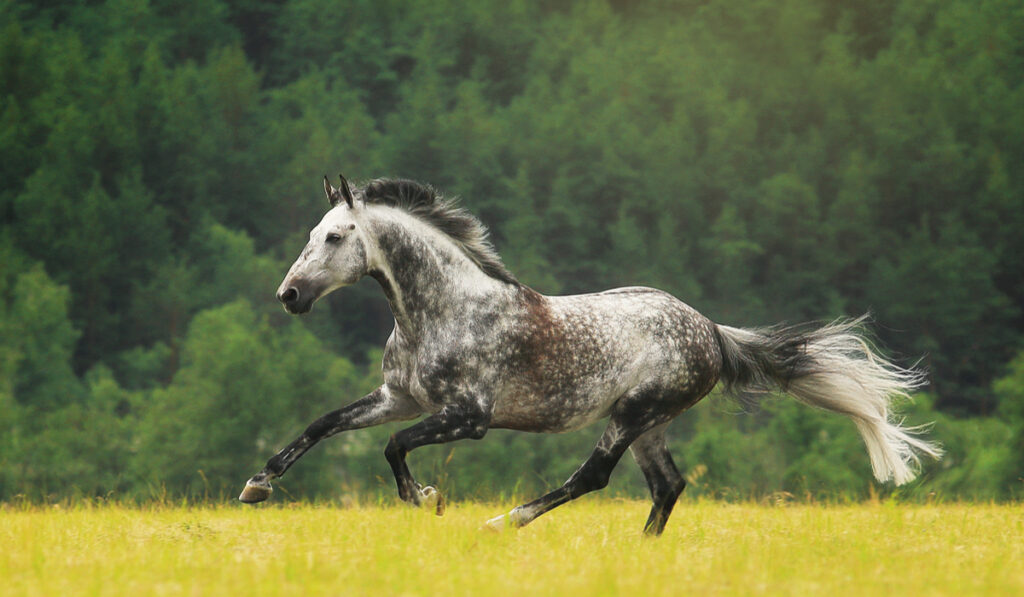 holsteiner horse running in grass field - ss220503