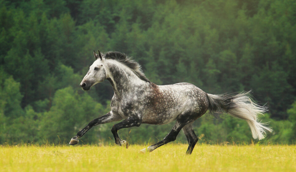 17 Best Horse Breeds for Dressage - Farmhouse Guide