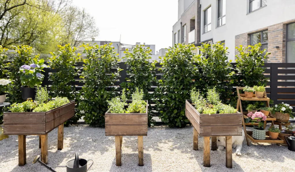 home garden wooden planter box with fresh herbs planted 