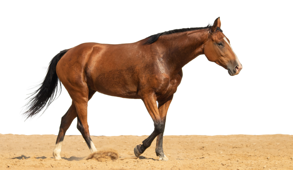 horse jumps on sand on a white background