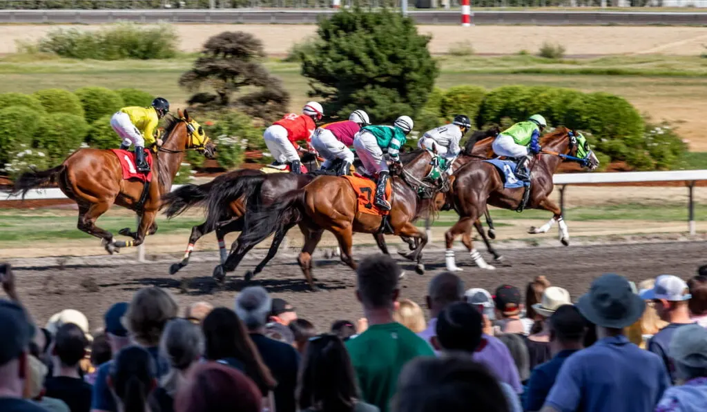 horse races 