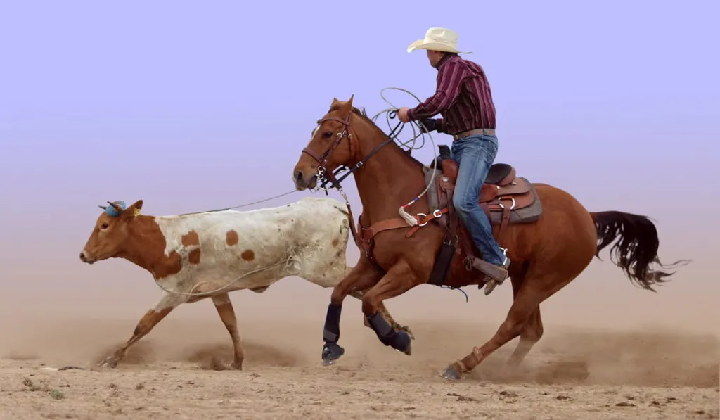 horse roping 