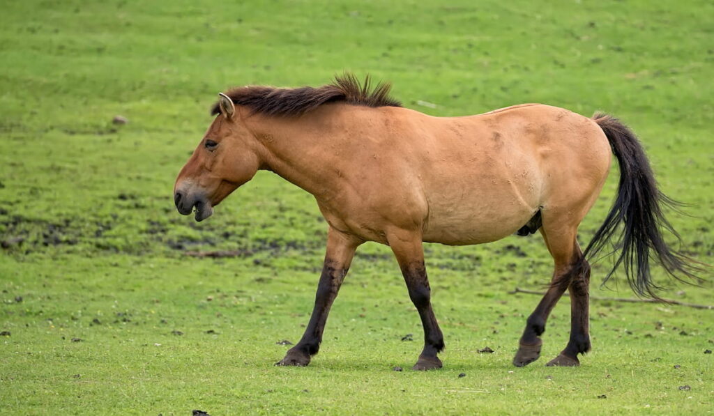 horse walking on grassland