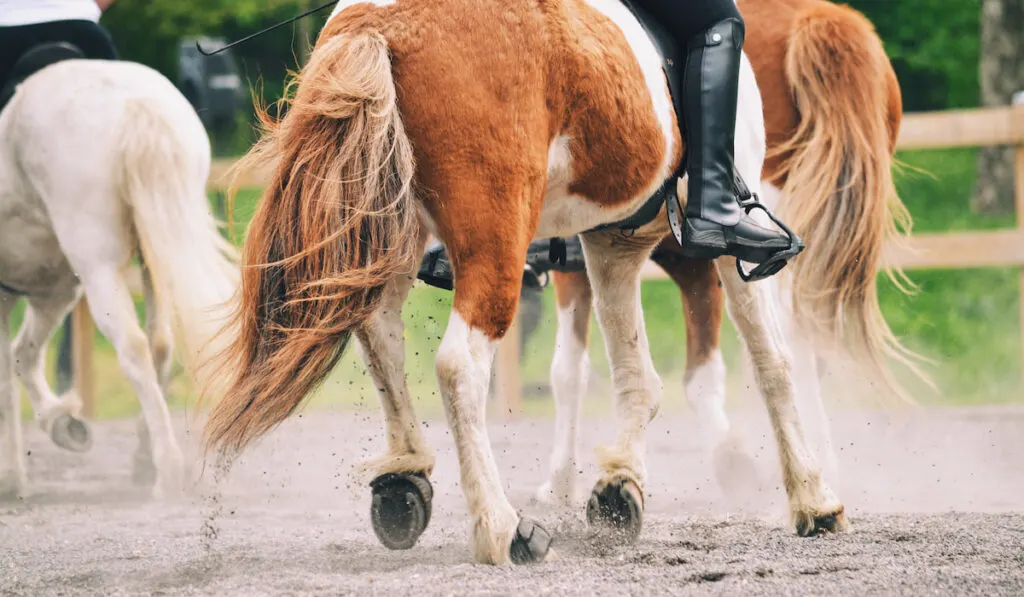 horses in horse riding competition