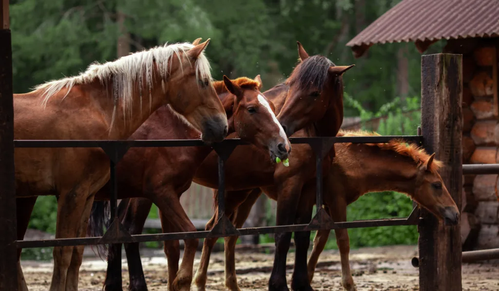horses in the barn