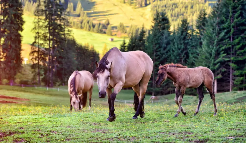horses on the meadow in the mountains 