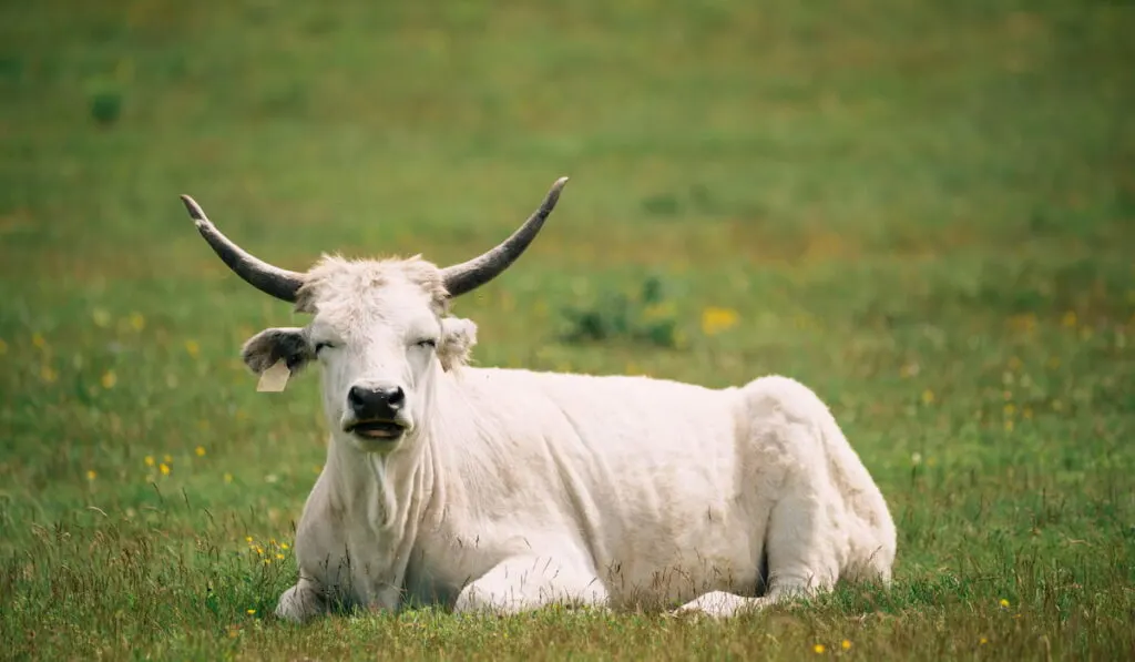 hungarian grey cattle