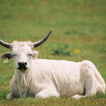 11 White Cow Breeds
