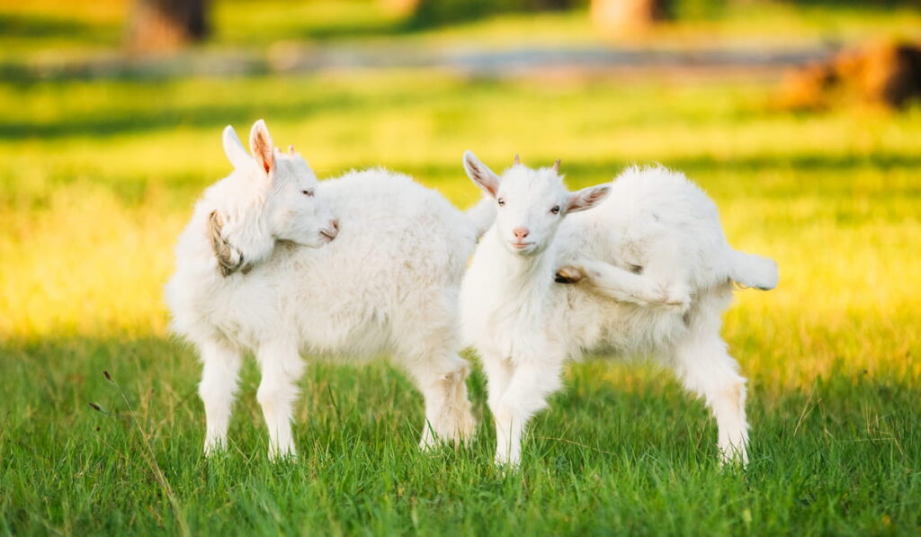 kid goat grazes on green summer grass on a sunny day