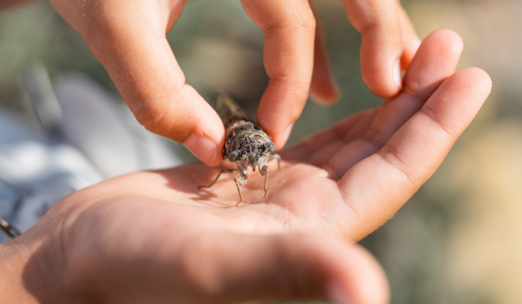 kid hand holding cicada