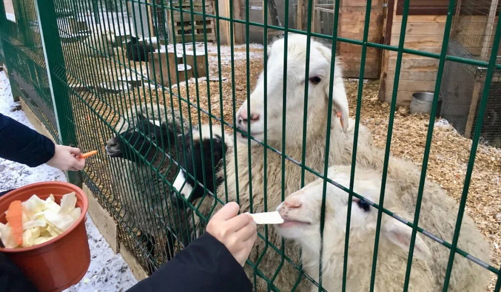 kids feeding sheeps carrots and other vegetable in zoo park 