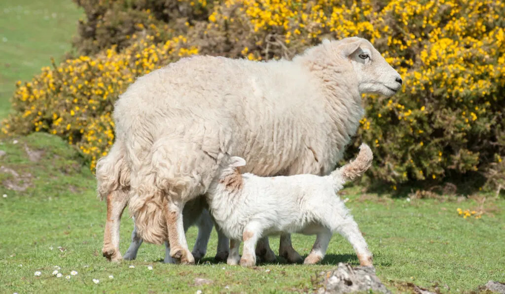lambs suckling -