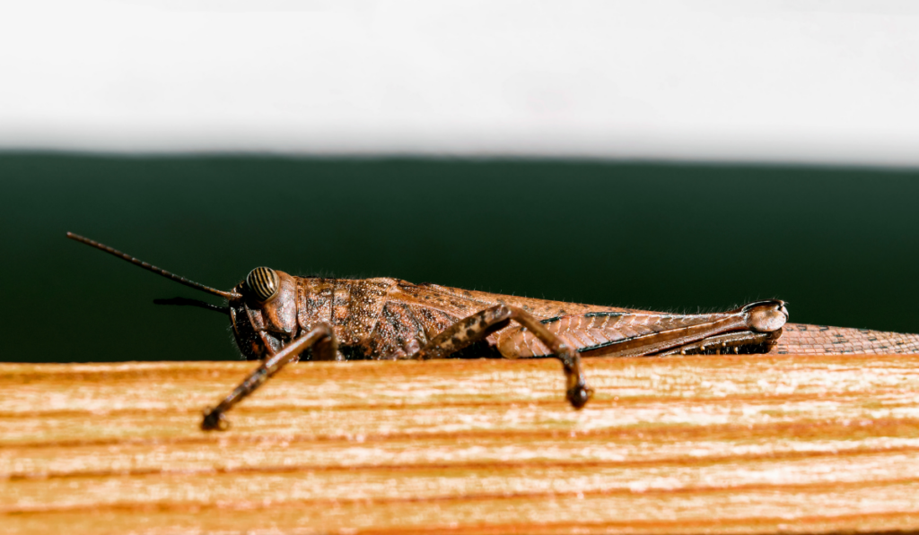large brown locust sitting
