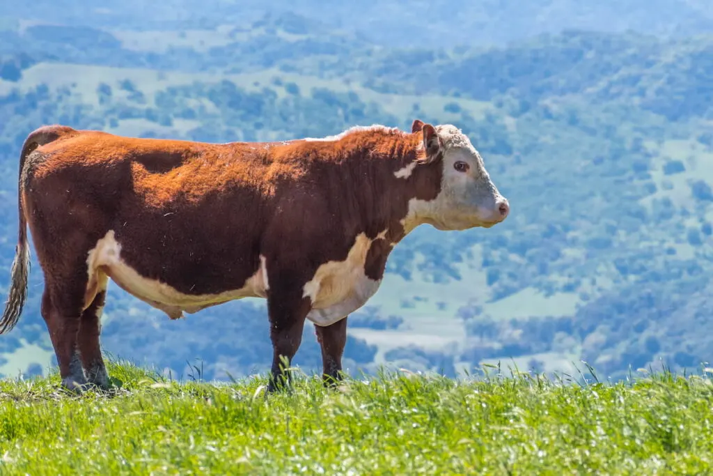 large simmental bull standing on a meadow