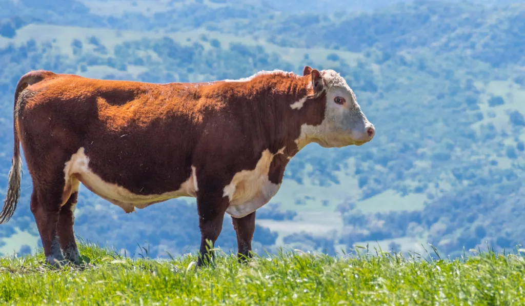 Simmental cows