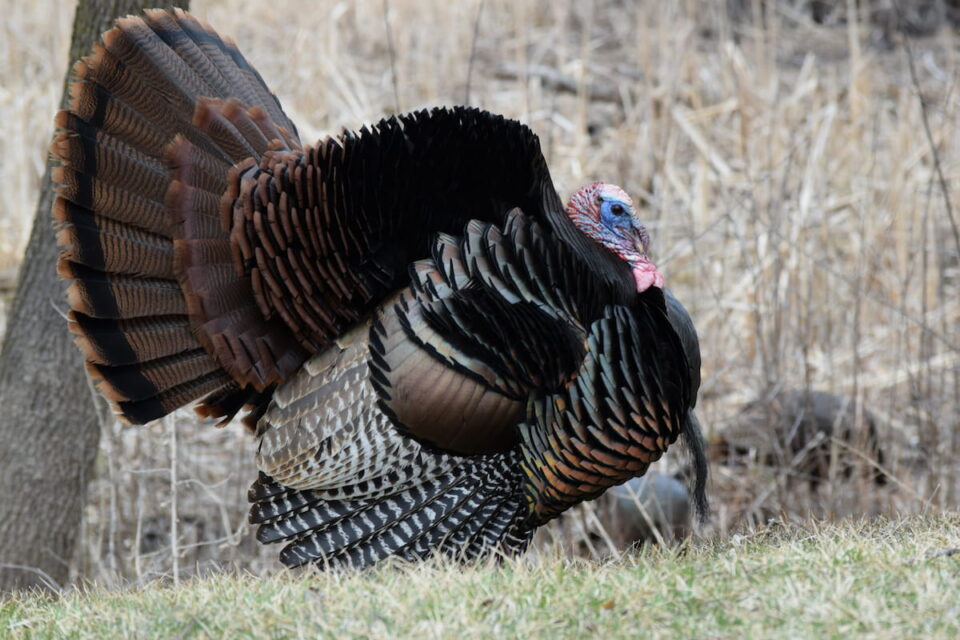 10 Heirloom Turkey Breeds Farmhouse Guide