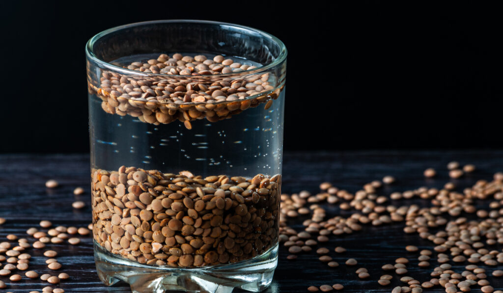 lentil beans soaked in glass full of water on black background