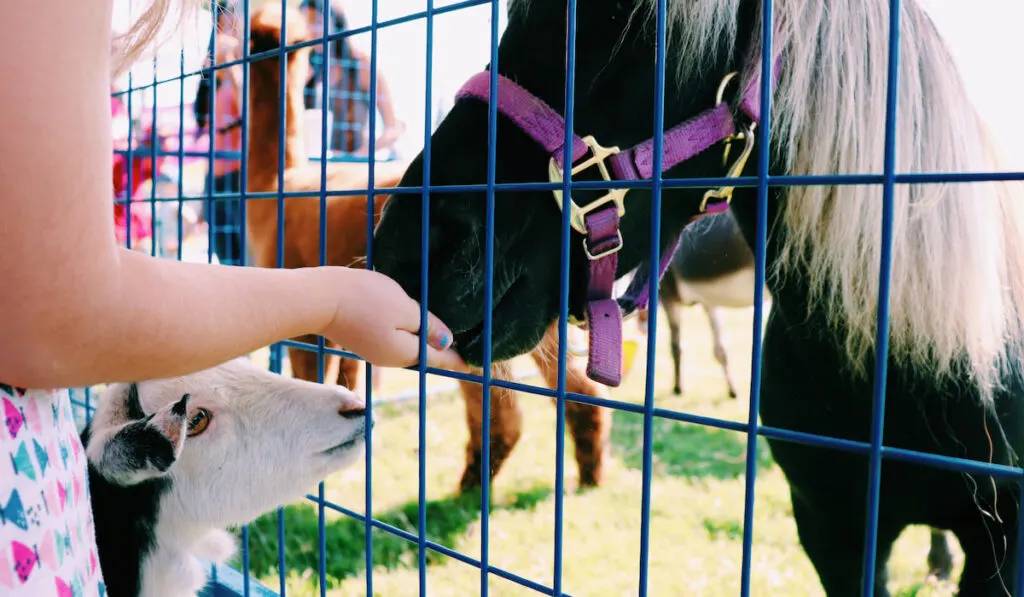 little girl feeding horse and goat 