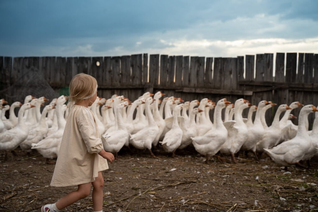 little girl on the farm runs after the geese