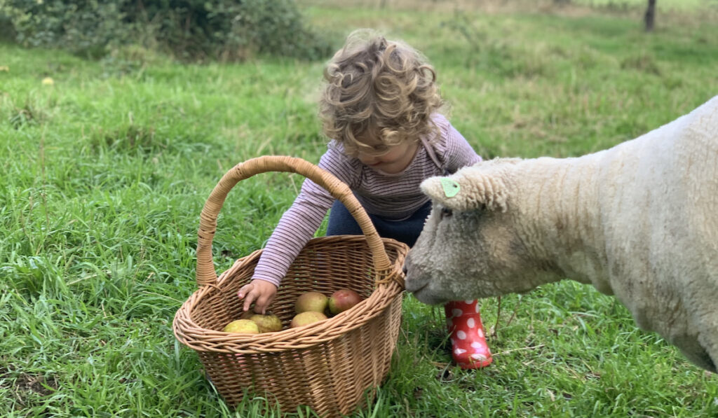 little girl with her basket of apples and her sheep sneaking around