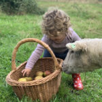 Can Sheep Eat Apples?
