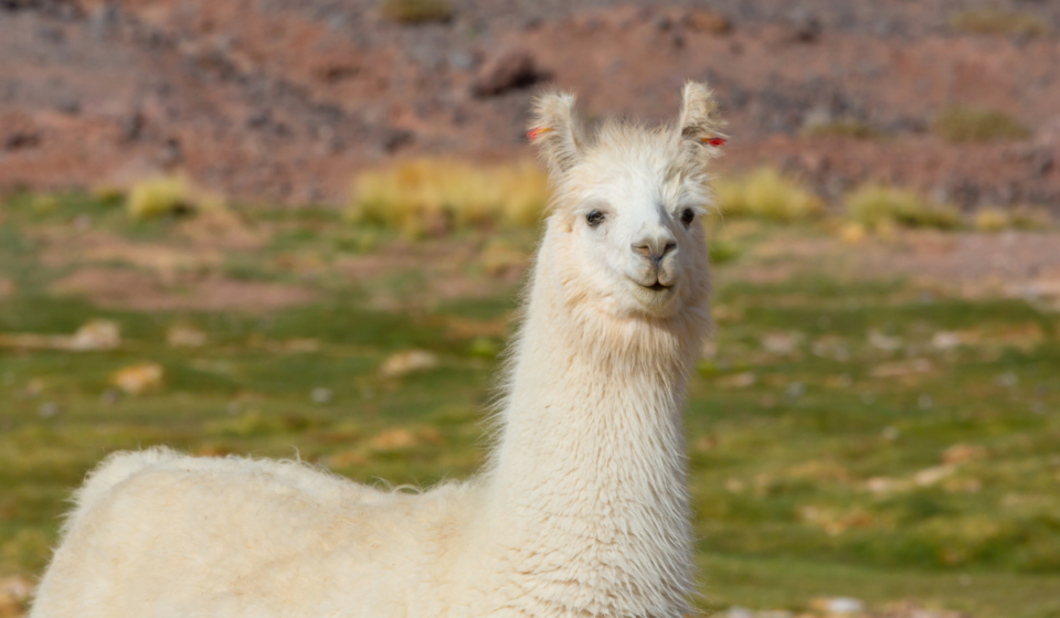 What Fruits Can Llamas Eat? Farmhouse Guide