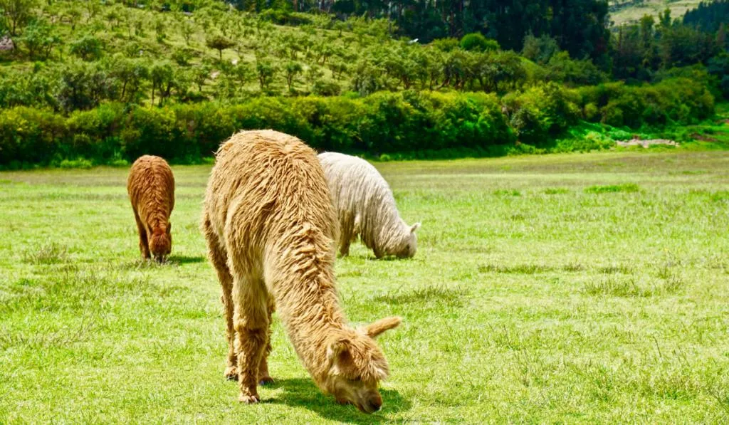 llamas on grass