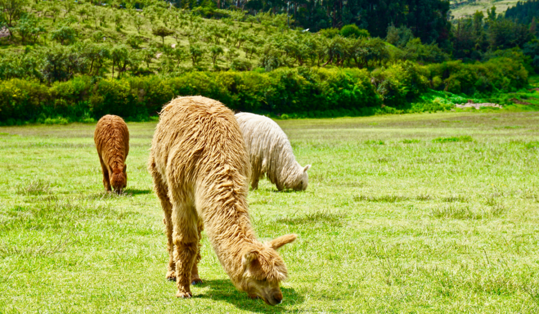 What Fruits Can Llamas Eat? Farmhouse Guide