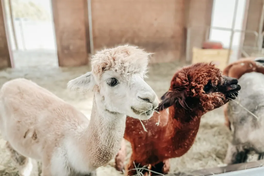 llamas on the farm