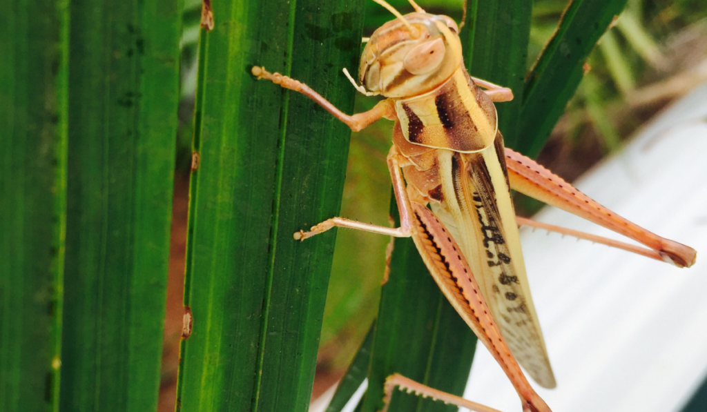 locust on the leaf
