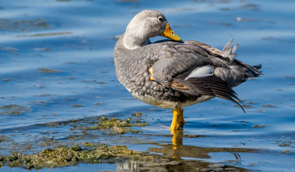 male Flying Steamer-Ducks standing