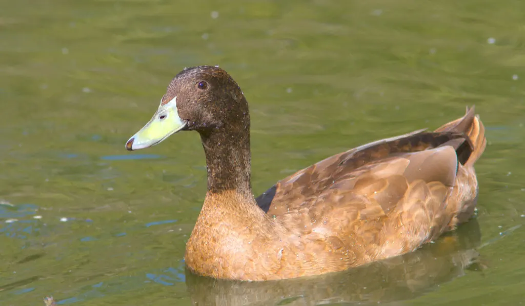 male Khaki Campbell on water