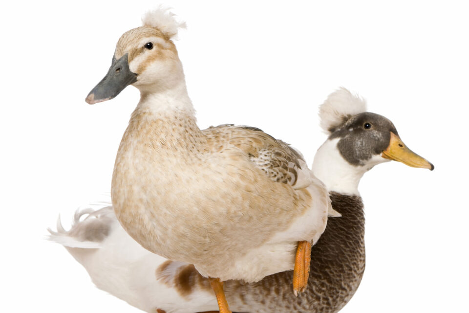 9 Quietest Duck Breeds Farmhouse Guide
