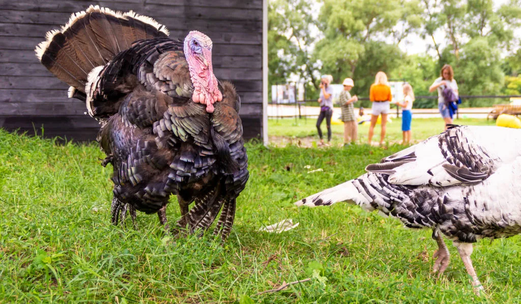 male bronze turkey chases light female turkey 