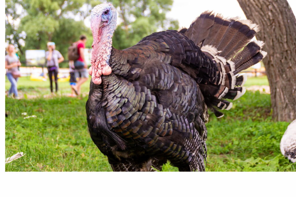 male bronze turkey with blue head and beautiful feathers