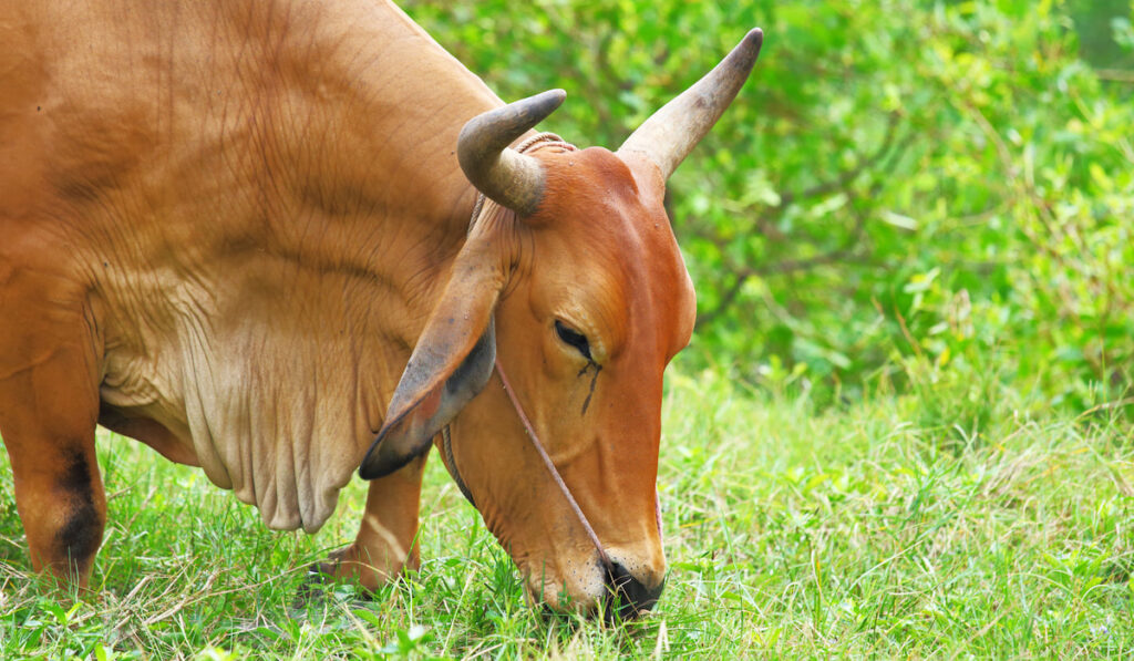 male cow eatting grass on meadow