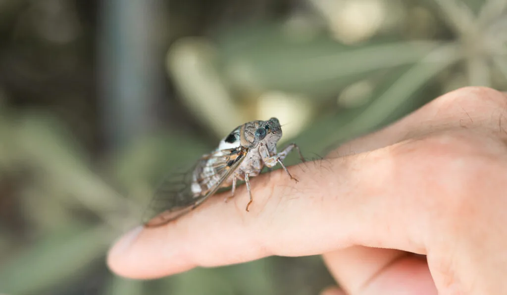 male finger holding cicada 