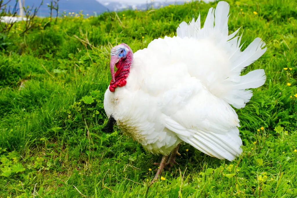 male of domestic turkey