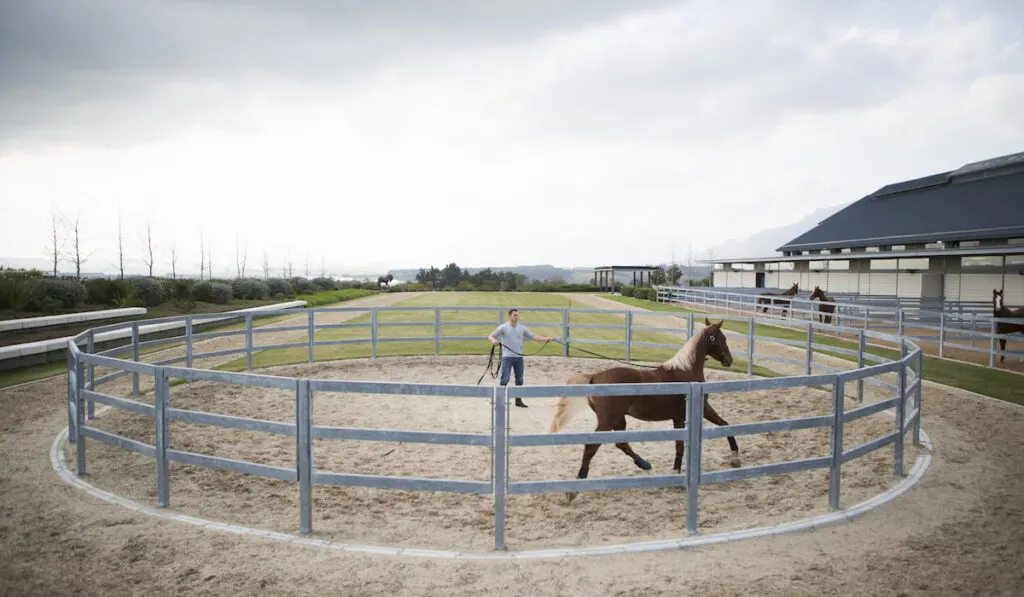 male stablehand training horse around pad