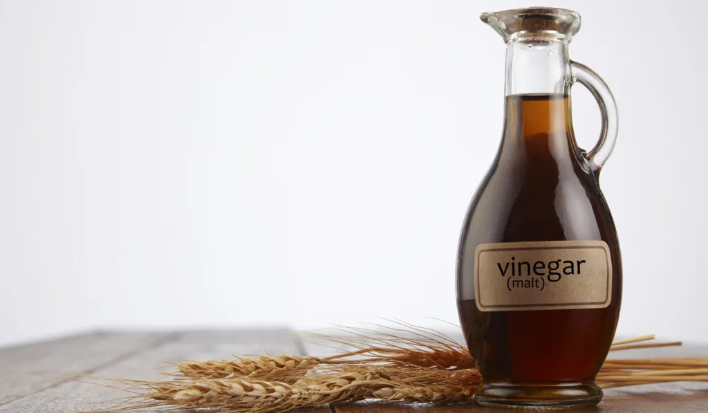 malt vinegar in a jar and malt ear on the table