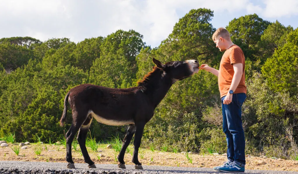 man caressing and feed a donkey 