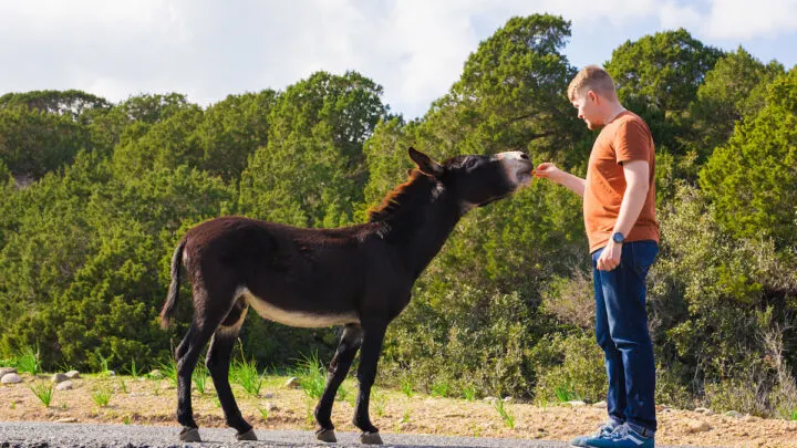 man-caressing-and-feed-a-donkey
