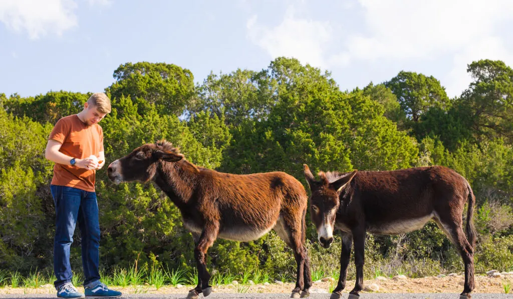 man caressing and feed a wild donkeys