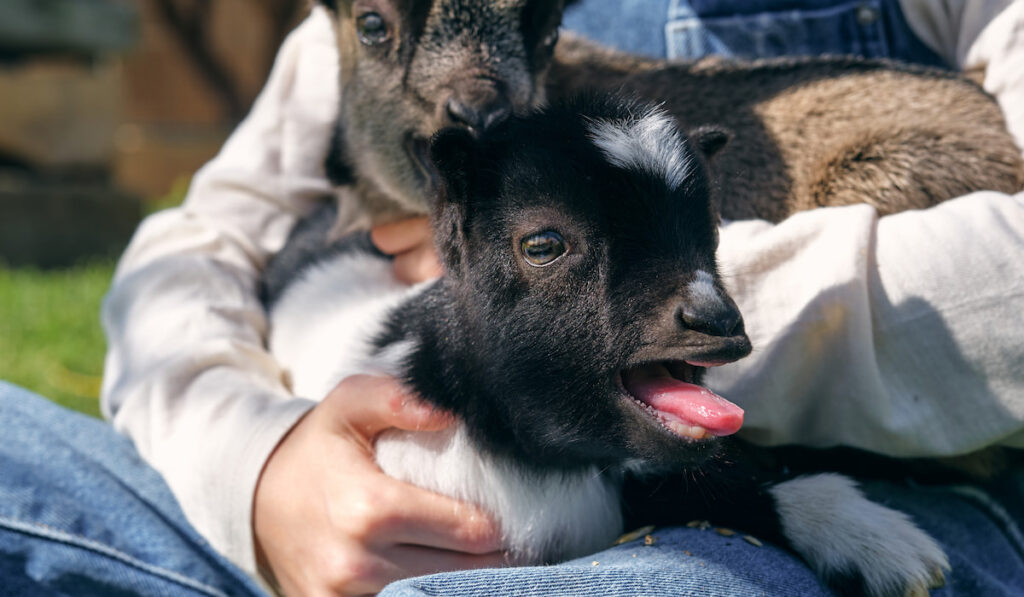 man caressing to two little goats