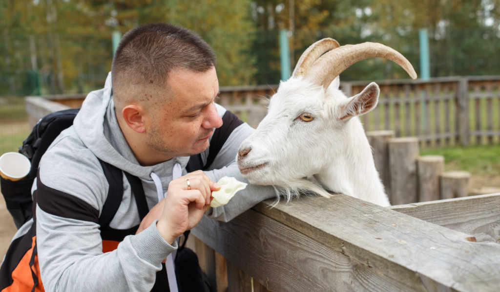 man feeding a white goat