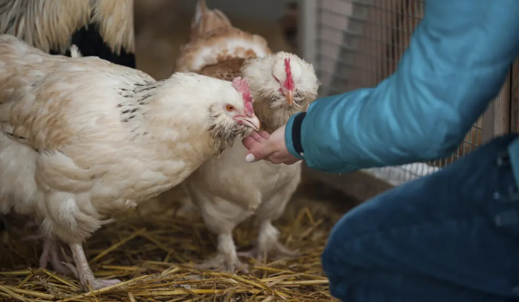 man feeding chickens in the farm 