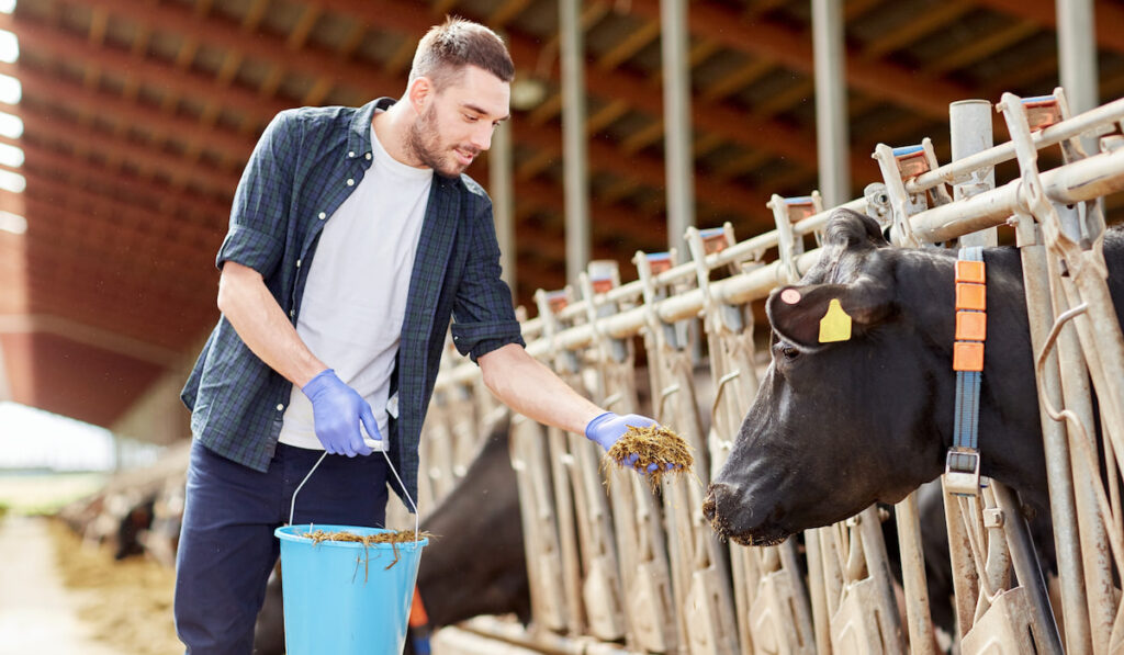 man feeding cows in cowshed on dairy farm