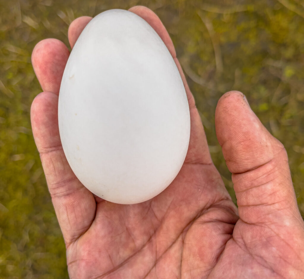 man hand holding big duck egg 