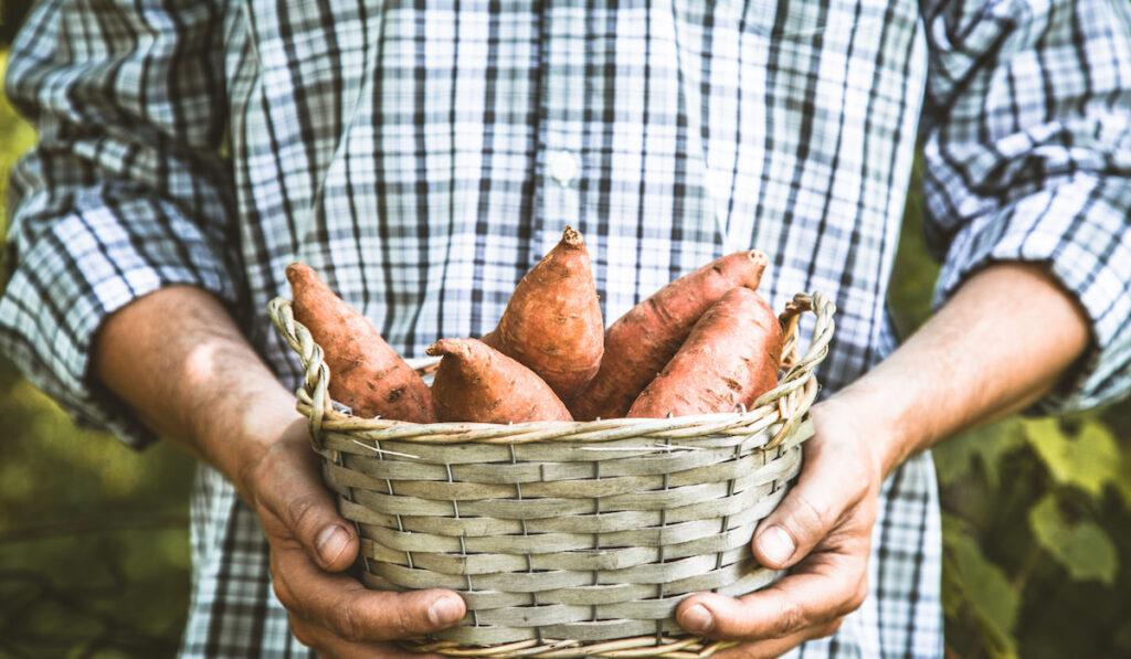 man holding freshly harvested sweet potatoes