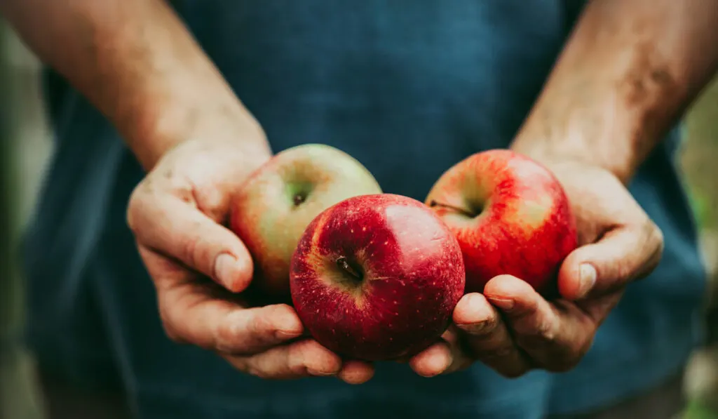 man holding three whole red apples 